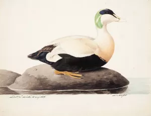 Common Eider, Male by Magnus Von Wright Oil Painting