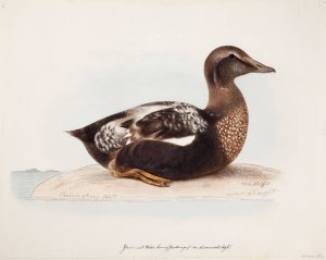 Common Eider, Old Male In Summer by Magnus Von Wright Oil Painting