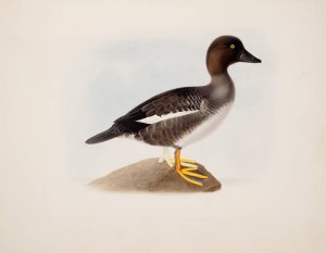 Common Goldeneye by Magnus Von Wright Oil Painting