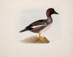 Common Goldeneye Oil painting by Magnus Von Wright
