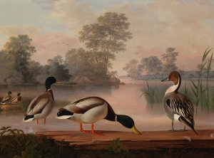 Ducks by Magnus Von Wright Oil Painting
