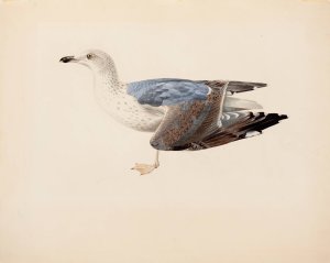 European Herring Gull by Magnus Von Wright Oil Painting