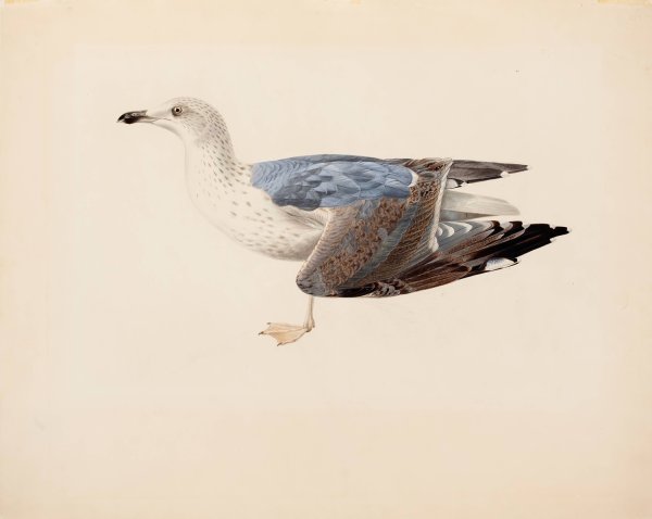 Main Product Photo of European Herring Gull  Painting by Magnus Von Wright