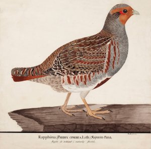 Grey Partridge by Magnus Von Wright Oil Painting