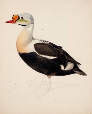 King Eider; Unfinished by Magnus Von Wright Oil Painting