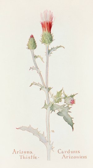 Arizona Thistle by Margaret Armstrong Oil Painting