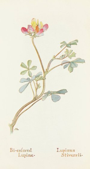 Bi-colored Lupine by Margaret Armstrong Oil Painting