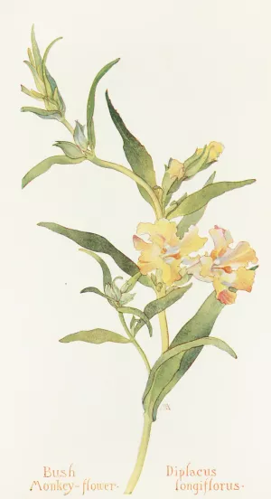 Bush Monkey Flower by Margaret Armstrong Oil Painting