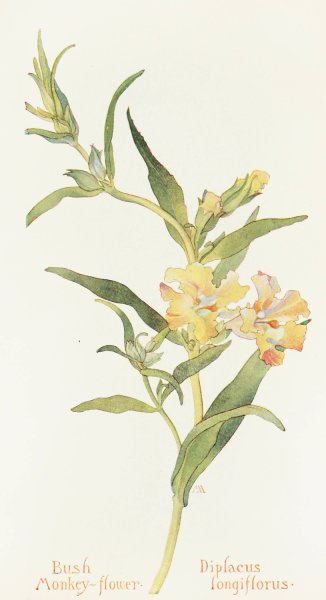 Bush Monkey Flower  by Margaret Armstrong - Hand-Painted Oil Painting Reproduction