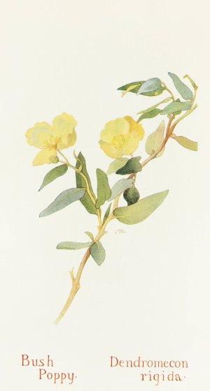 Bush Poppy by Margaret Armstrong Oil Painting