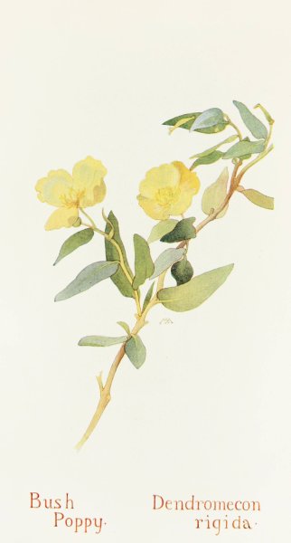 Bush Poppy  by Margaret Armstrong - Hand-Painted Oil Painting Reproduction