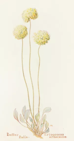 Butter Balls by Margaret Armstrong Oil Painting