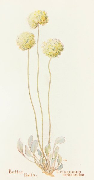 Butter Balls  by Margaret Armstrong - Hand-Painted Oil Painting Reproduction
