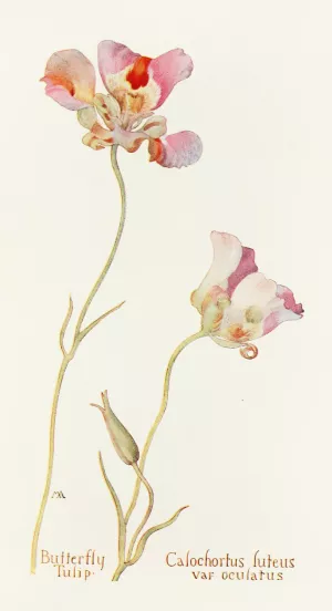 Butterfly Tulip by Margaret Armstrong Oil Painting