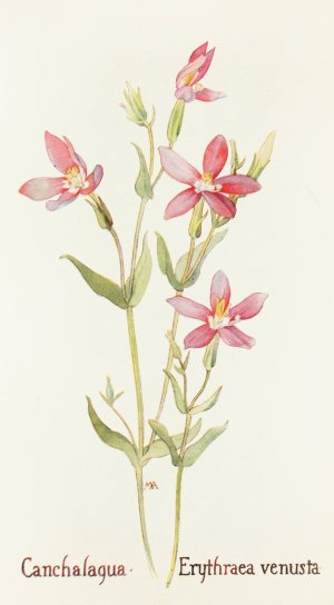 Canchalagua by Margaret Armstrong Oil Painting
