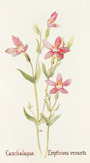 Canchalagua by Margaret Armstrong Oil Painting