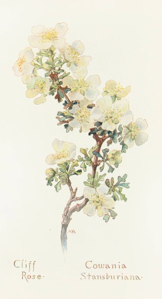 Cliff Rose  by Margaret Armstrong - Hand-Painted Oil Painting Reproduction