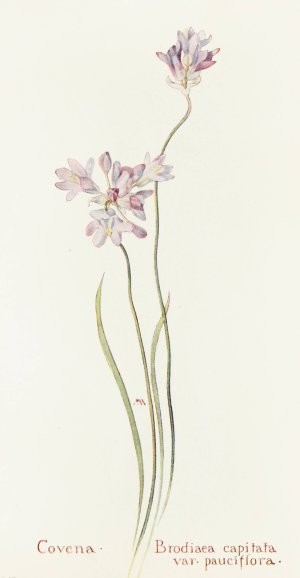 Covena by Margaret Armstrong Oil Painting