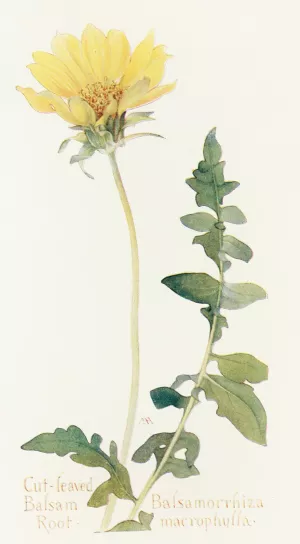 Cut-leaved Balsam-Root by Margaret Armstrong Oil Painting