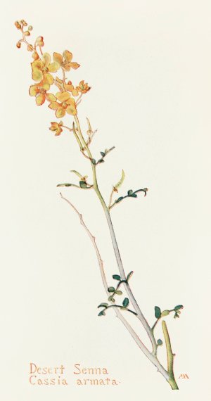 Desert Senna by Margaret Armstrong Oil Painting