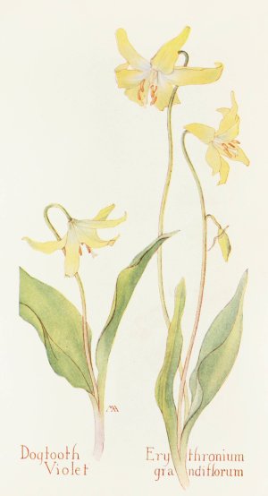 Dogtooth Violet by Margaret Armstrong Oil Painting