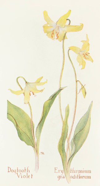 Dogtooth Violet  by Margaret Armstrong - Hand-Painted Oil Painting Reproduction
