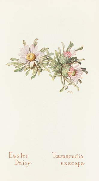 Easter Daisy  by Margaret Armstrong - Hand-Painted Oil Painting Reproduction