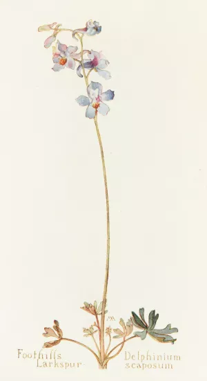 Foothills Larkspur by Margaret Armstrong Oil Painting