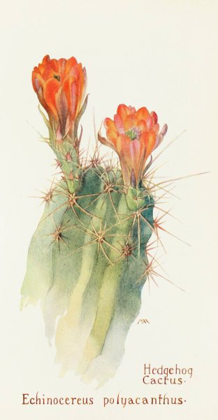 Hedgehog Cactus  by Margaret Armstrong - Hand-Painted Oil Painting Reproduction