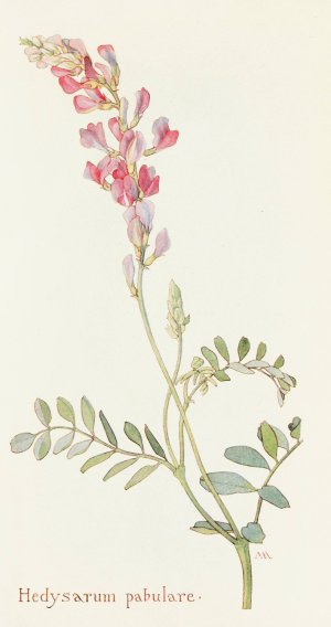 Hedysarum pabulare by Margaret Armstrong Oil Painting