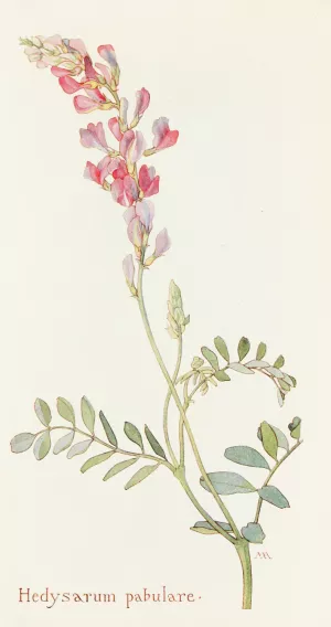 Hedysarum pabulare by Margaret Armstrong Oil Painting
