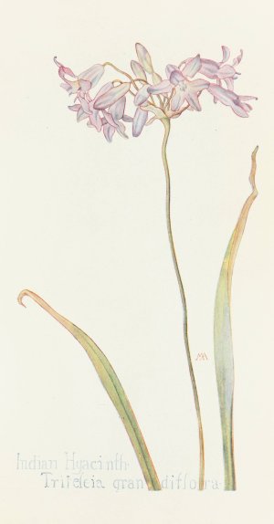 Indian Hyacinth by Margaret Armstrong Oil Painting