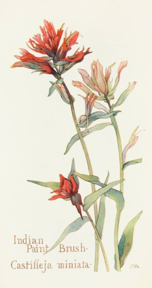 Indian Paint Brush by Margaret Armstrong Oil Painting
