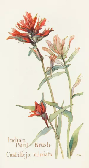 Indian Paint Brush by Margaret Armstrong Oil Painting