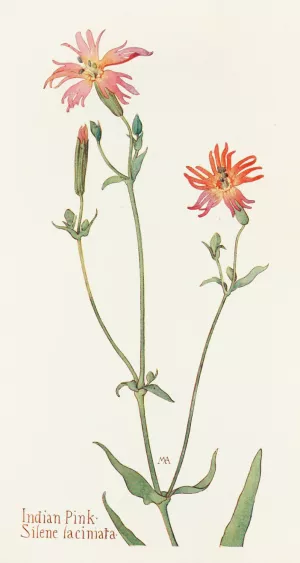 Indian Pink by Margaret Armstrong Oil Painting