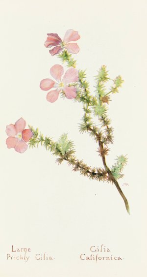 Large Prickly Gilia by Margaret Armstrong Oil Painting