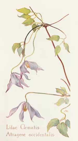 Lilac Clematis by Margaret Armstrong Oil Painting