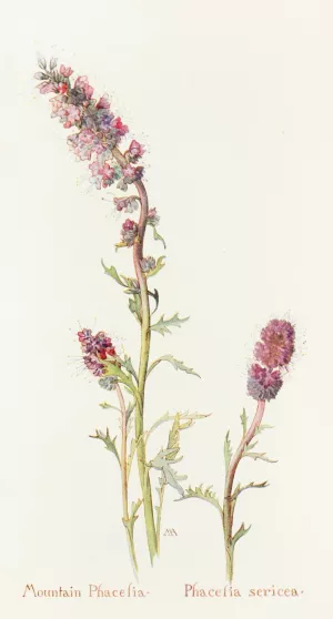 Mountain Phacelia by Margaret Armstrong Oil Painting