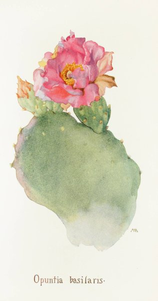 Opuntia basilaris  by Margaret Armstrong - Hand-Painted Oil Painting Reproduction