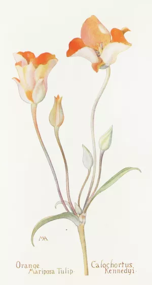 Orange Mariposa Tulip by Margaret Armstrong Oil Painting