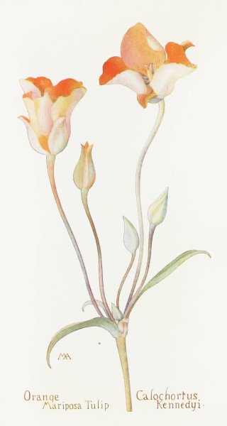 Orange Mariposa Tulip  by Margaret Armstrong - Hand-Painted Oil Painting Reproduction