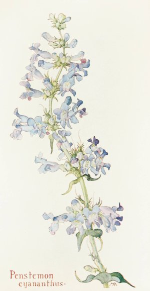 Penstemon cyananthus by Margaret Armstrong Oil Painting