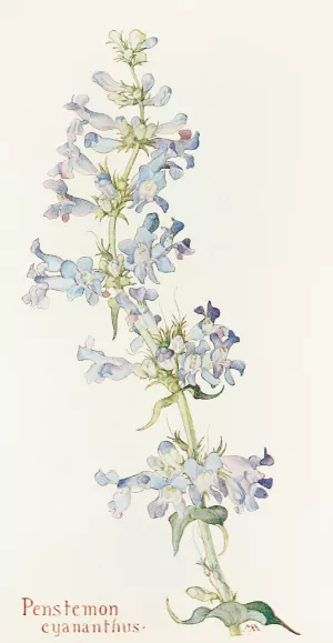 Penstemon cyananthus by Margaret Armstrong Oil Painting