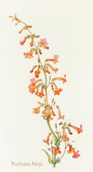 Penstemon Parryi by Margaret Armstrong Oil Painting