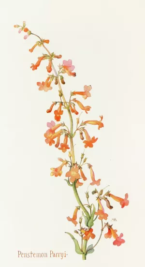 Penstemon Parryi by Margaret Armstrong Oil Painting