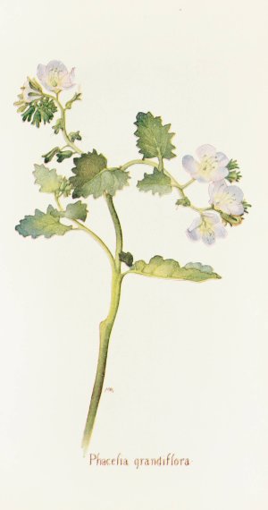 Phacelia grandiflora by Margaret Armstrong Oil Painting
