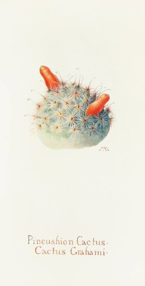 Pincushion Cactus by Margaret Armstrong Oil Painting