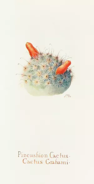 Pincushion Cactus by Margaret Armstrong Oil Painting