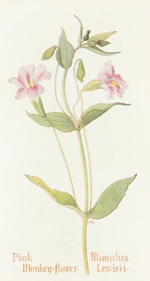 Pink Monkey Flower by Margaret Armstrong Oil Painting