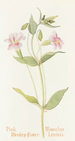 Pink Monkey Flower by Margaret Armstrong Oil Painting